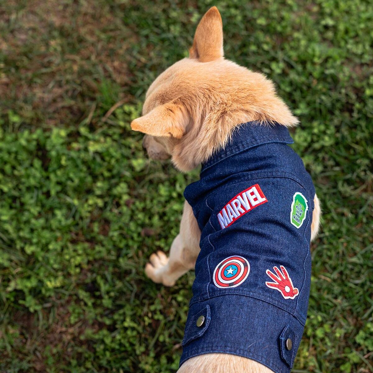 Giacca per cani Marvel Azzurro XS 6 S0735009_4