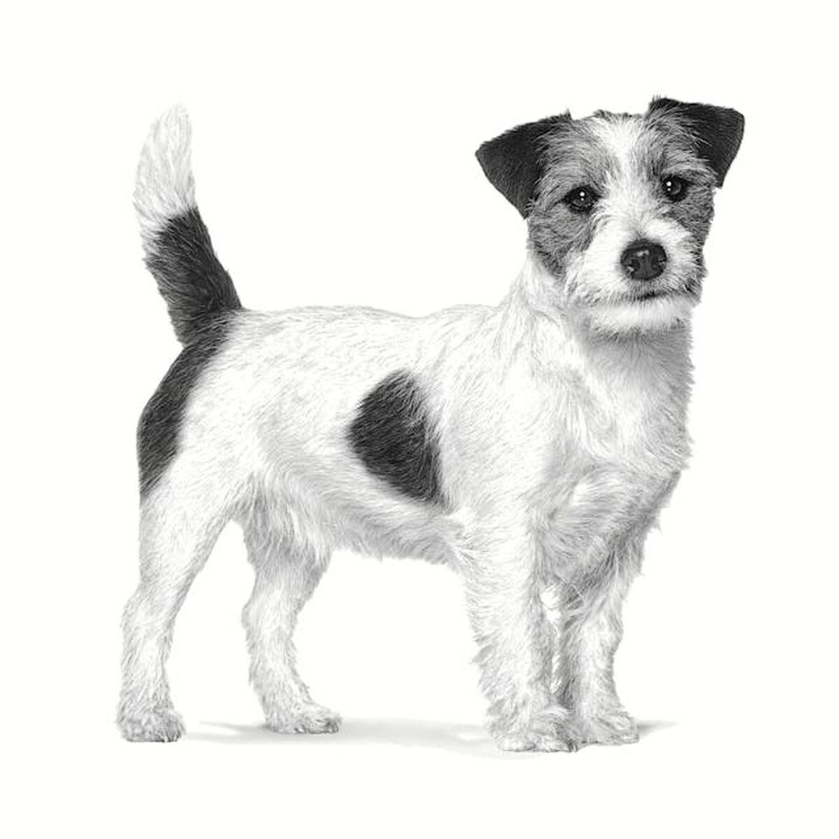 mangime Royal Canin Gastrointestinal Low Fat Small VHN Adulto Carne Uccelli 1,5 Kg 4 S91111650_2