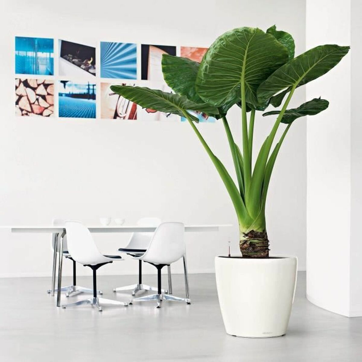 Vaso Autoirrigante Lechuza Bianco Ø 49,5 x 46,5 cm Plastica 5 S71000383_3