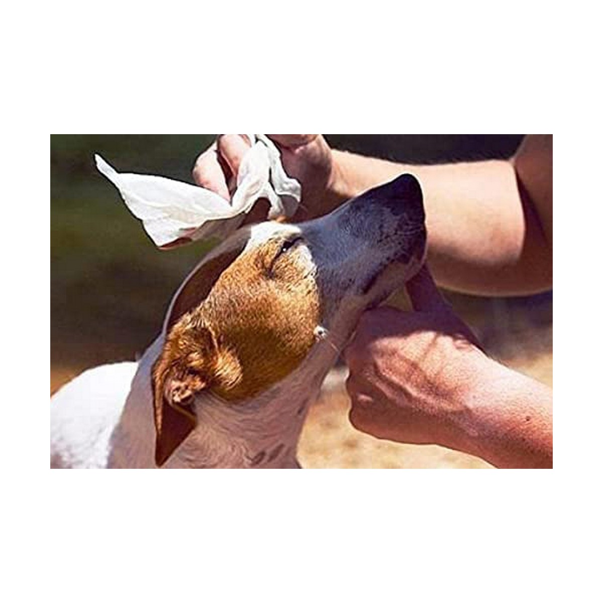 Salviettine Inumidite per Animali Domestici GILL'S XL 30 x 20 cm 40 Unità 5 S7909537_3