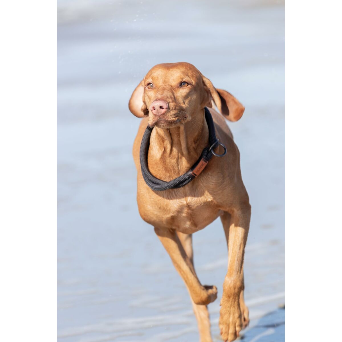 Collari da addestramento per cani Trixie BE NORDIC Marrone Grigio scuro 45 cm 11 M0603727_9