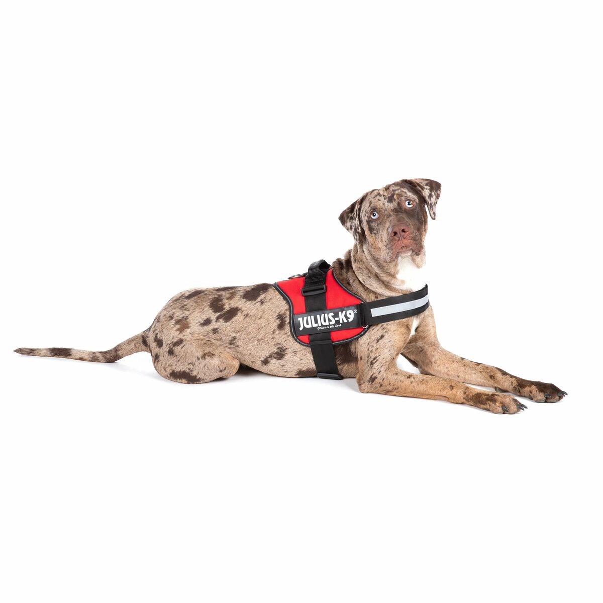 Imbracatura per Cani Julius K9 Power Rosso L/XL 2 4 M0604041_2